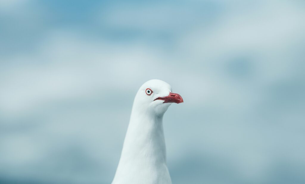 Seagull